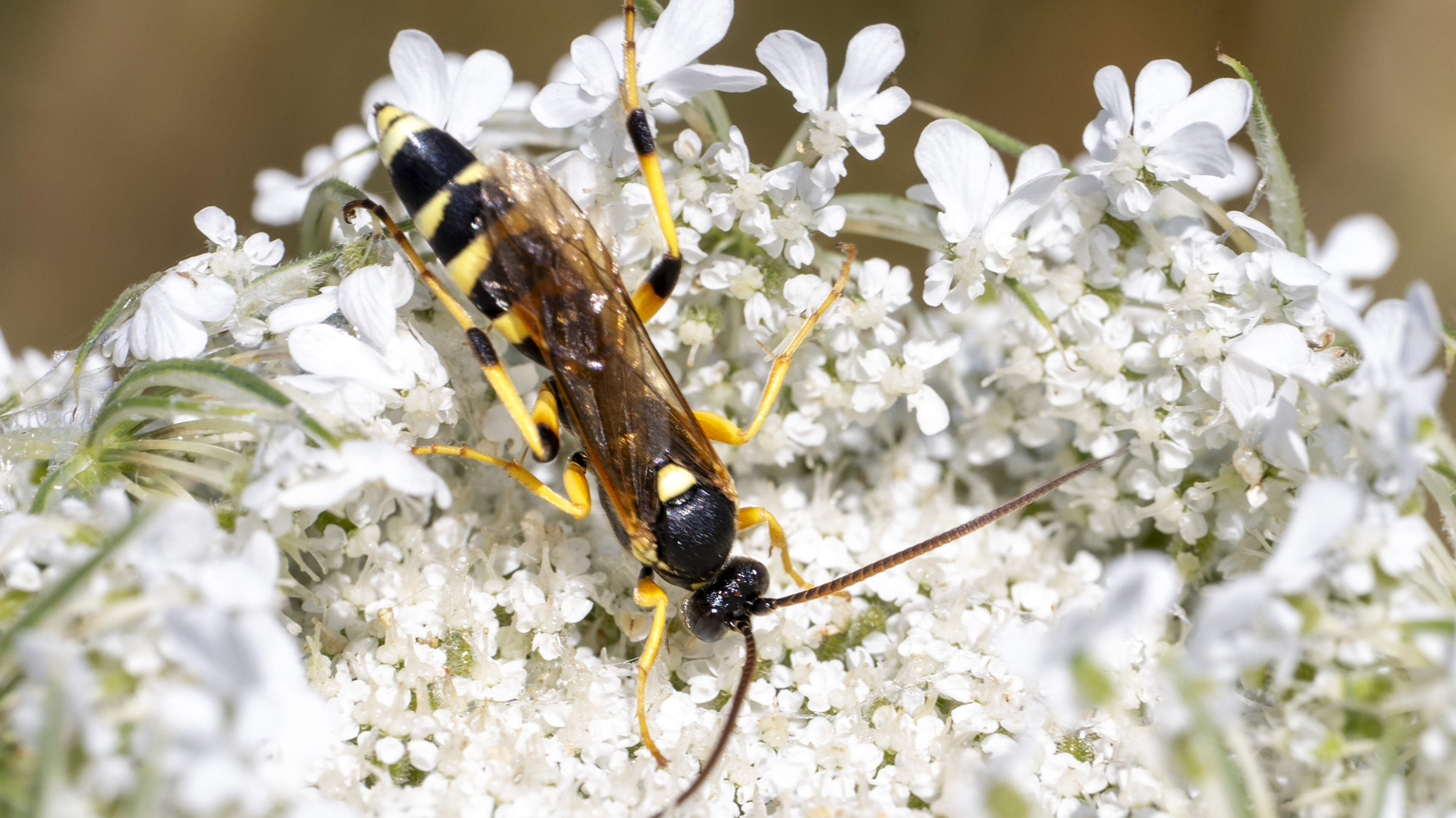 Natuurobservaties Maasband vanuit Stein beschreven