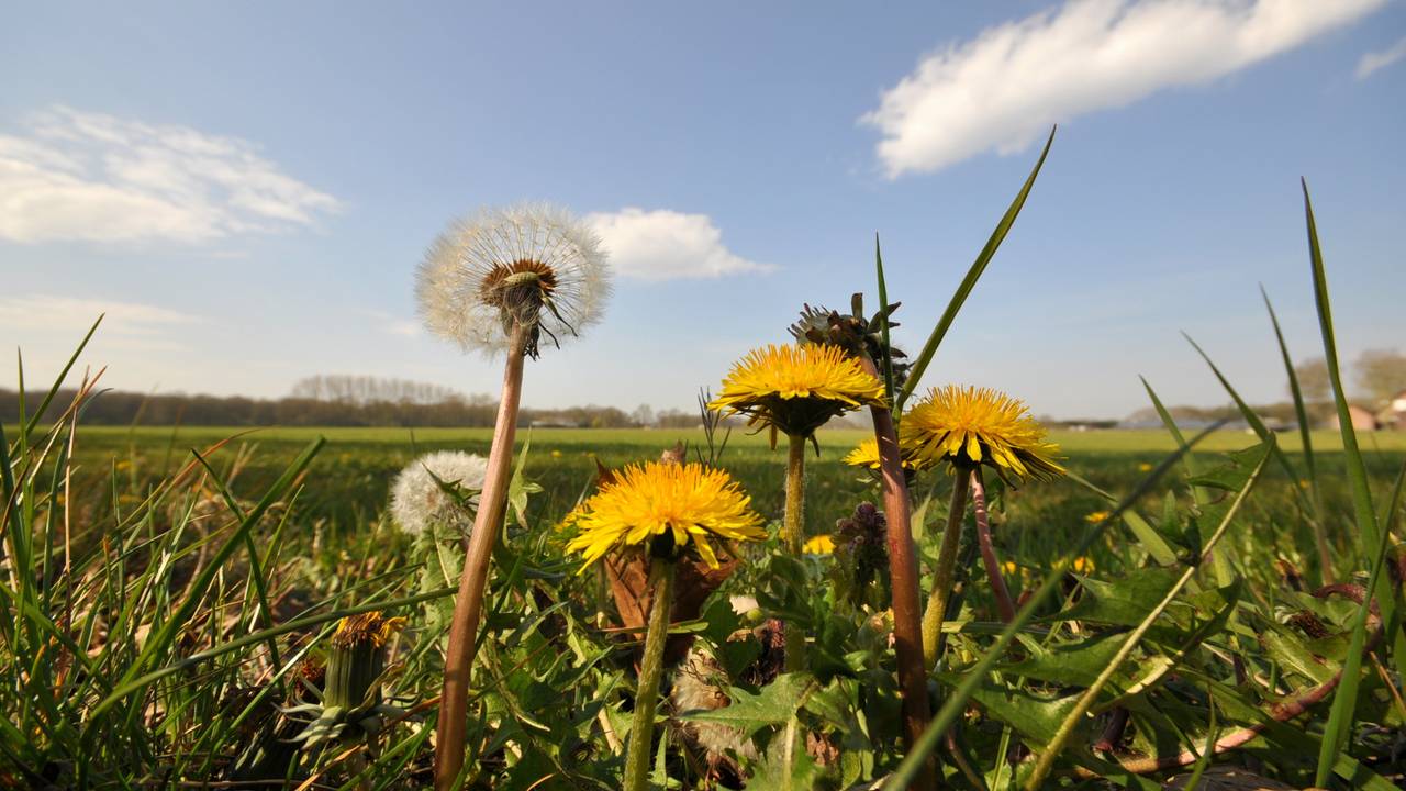 Zomerse start week maakt plaats voor wisselvallig weer