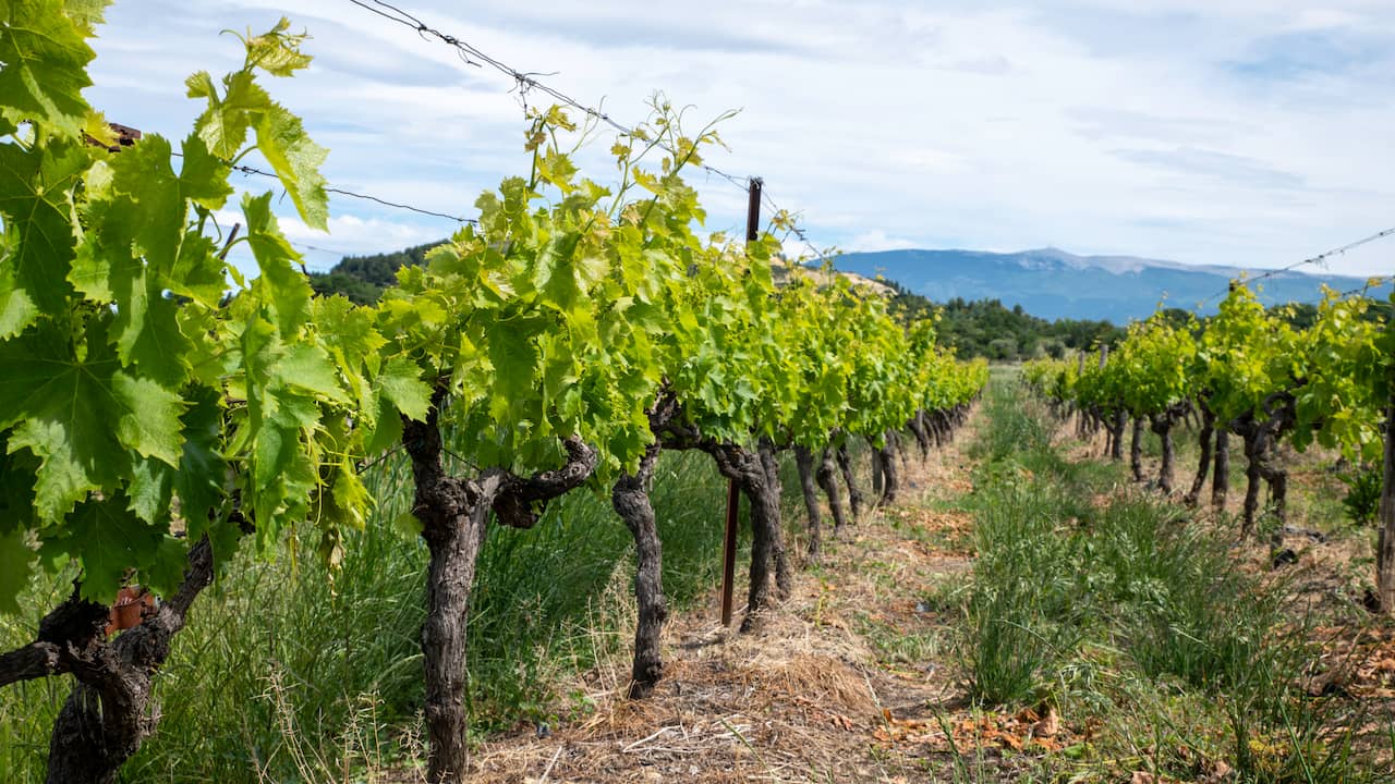 Champagneproductie Frankrijk halveert door extreem weer