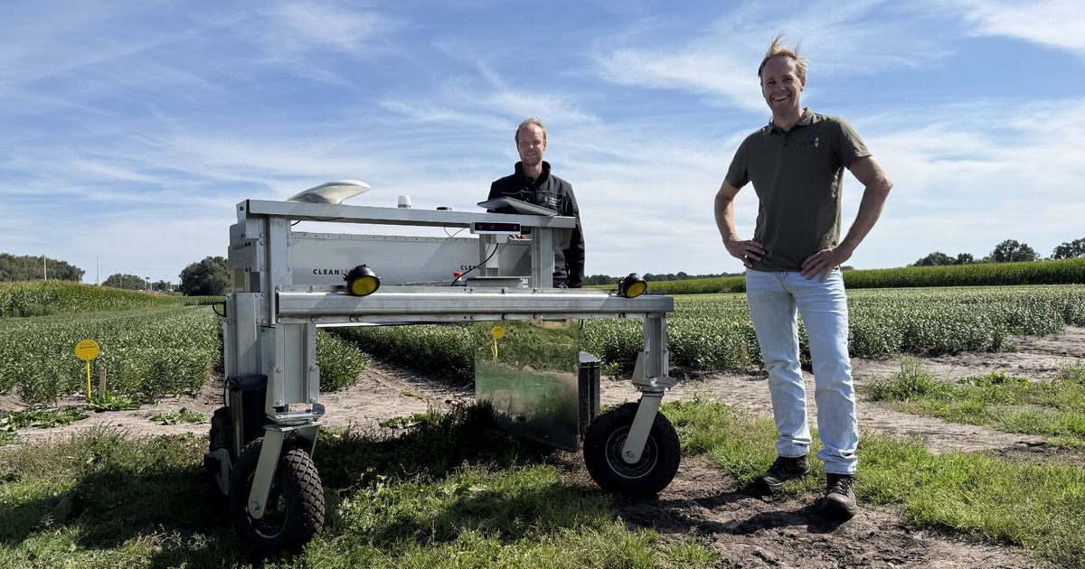 Uv-licht als wapen tegen lelieschimmel in Drenthe