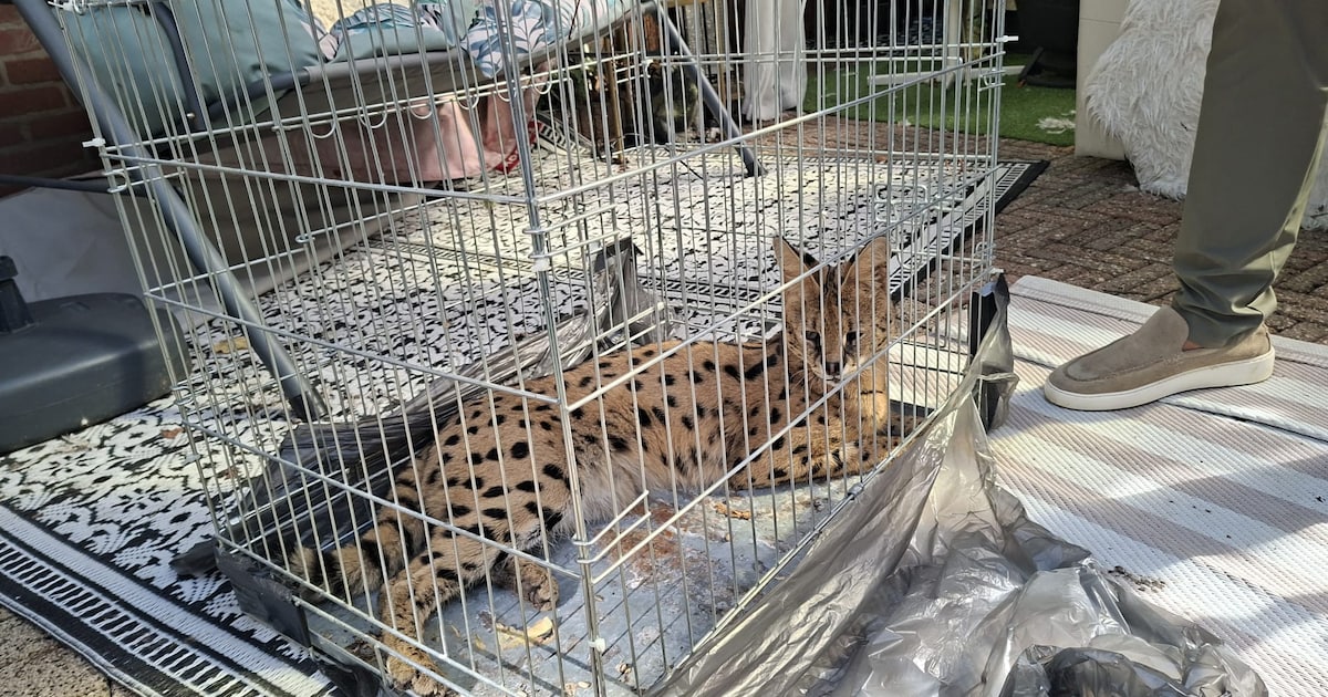 Vermiste serval Django weer thuis na avontuur in Tilburg