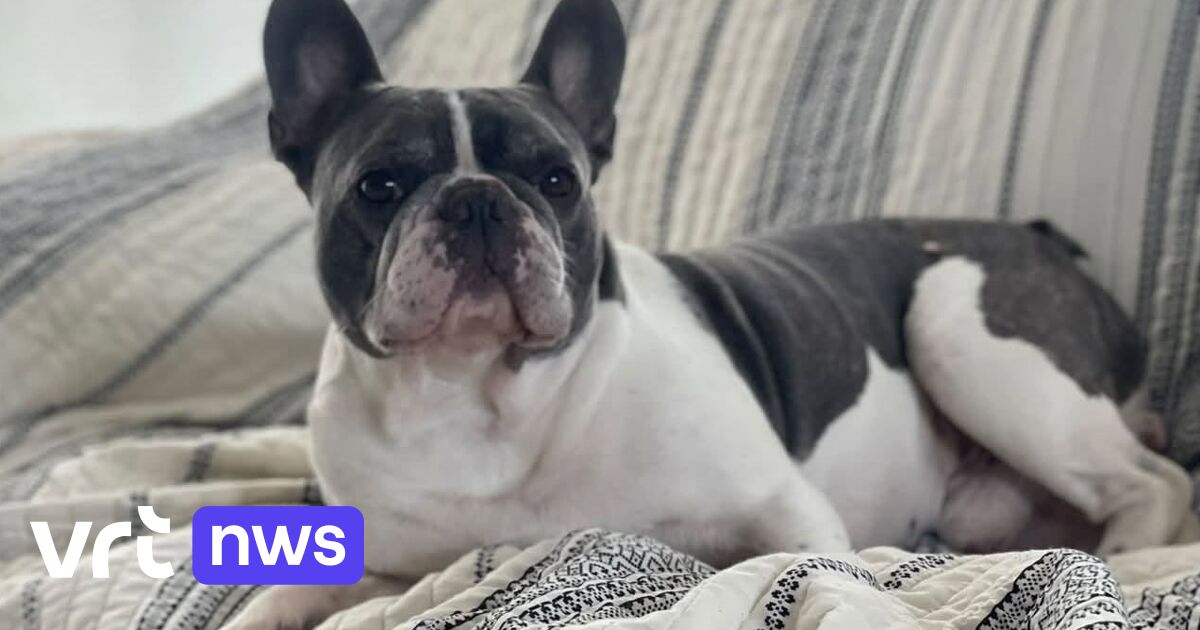 Gestolen Franse bulldog uit Essenbeek na week teruggevonden bij 2 mannen in gestolen auto in Schaarbeek