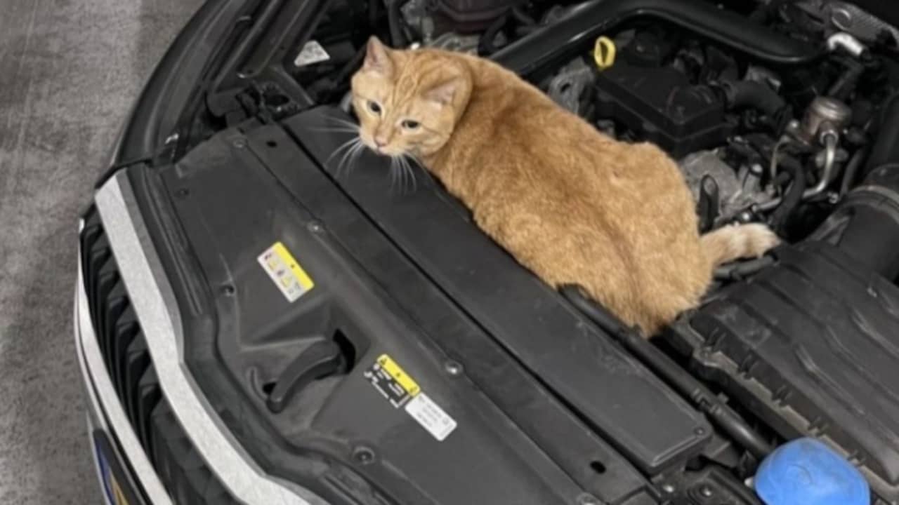 Kat overleeft avontuurlijke reis onder motorkap naar Dordrecht
