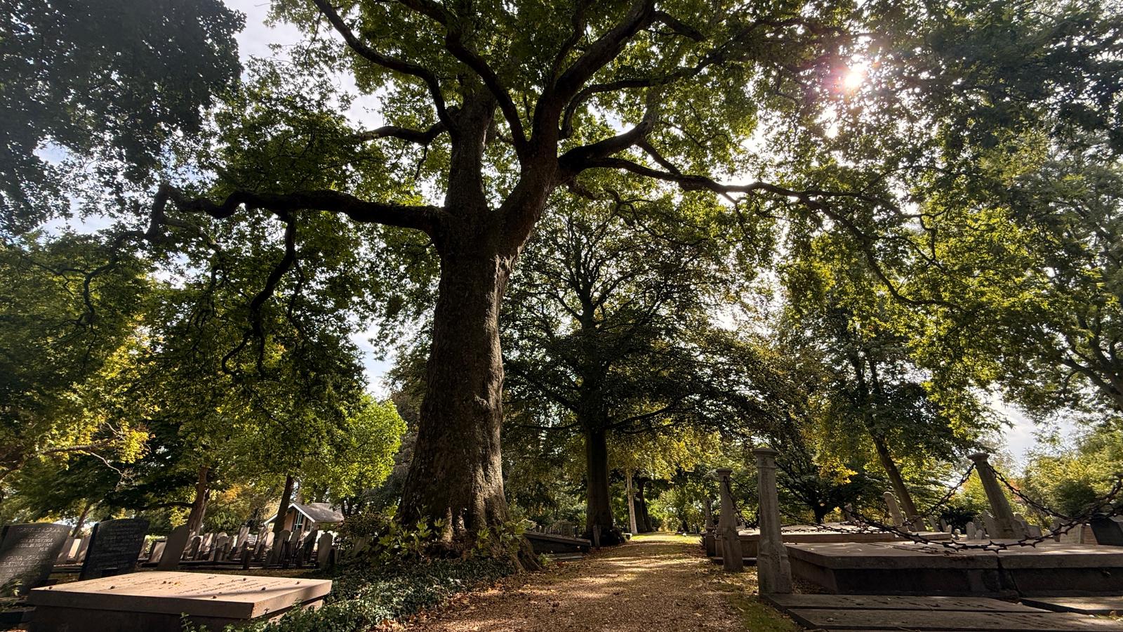 Zierikzeese plataan maakt kans op titel Boom van het Jaar