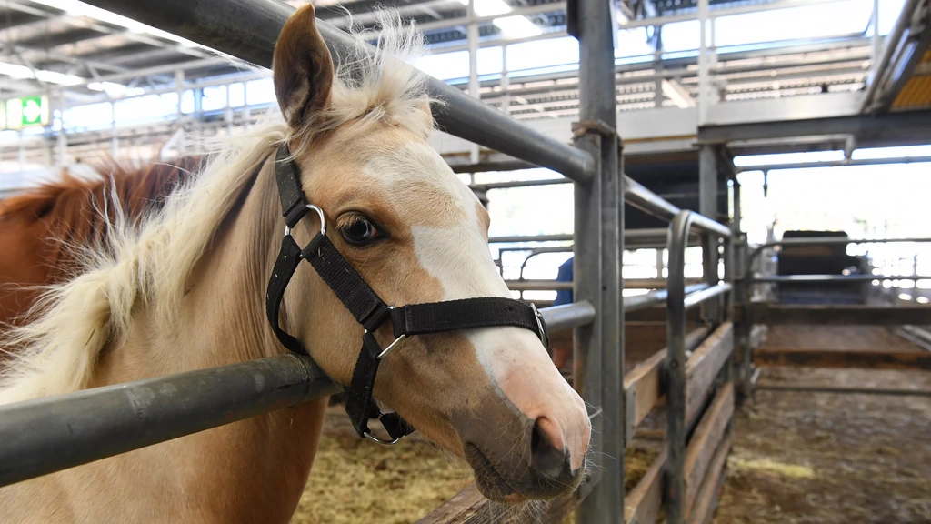 Internationale invallen bij onderzoek naar fraude met paardenvlees