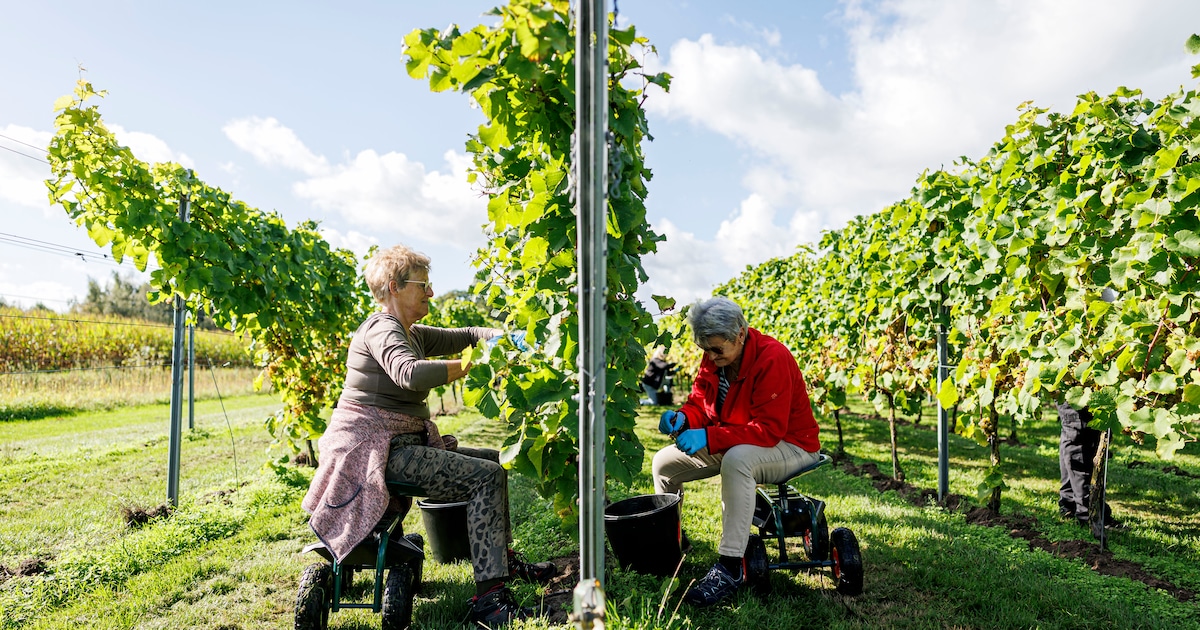 Toscane in Twente: op de wijngaard van Rob zijn de druiven aromatischer dan ooit