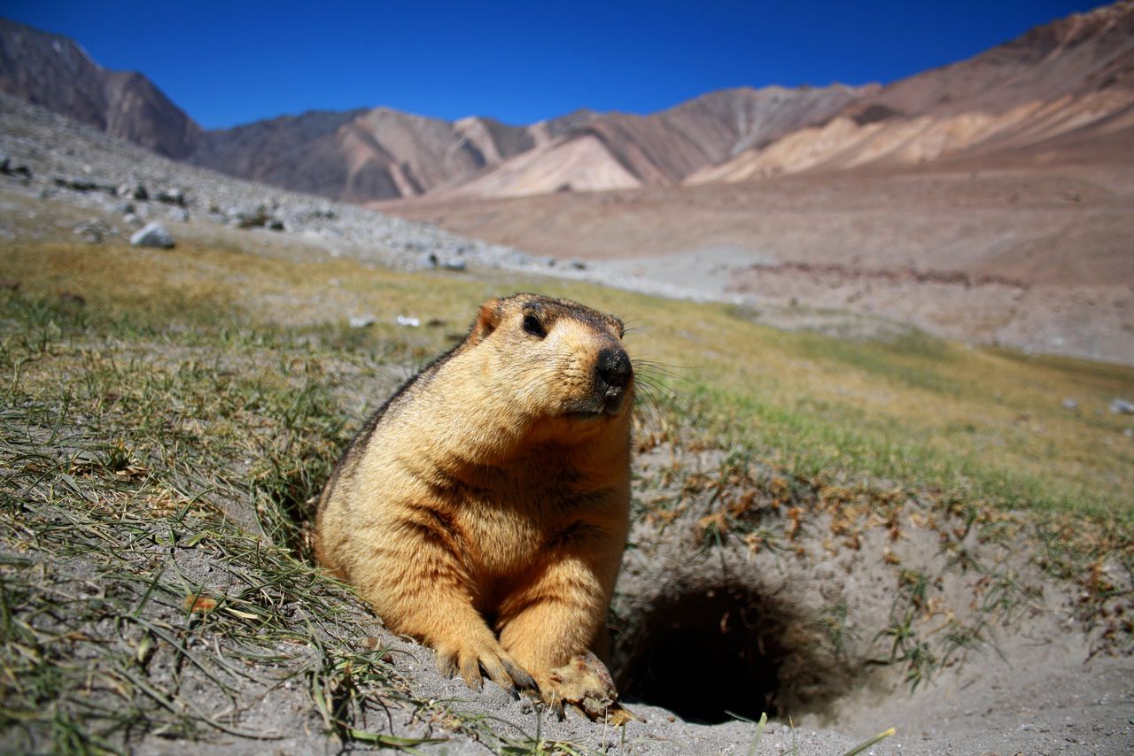 Himalaya-marmotten klem tussen kou en roofdieren
