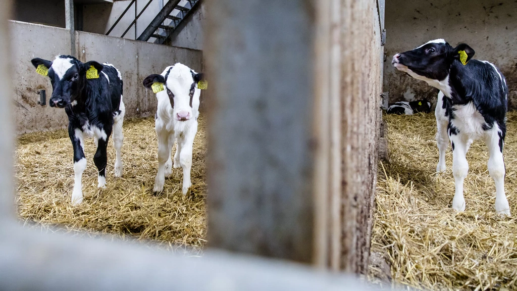 NVWA grijpt in: Kalfstransporten uit Ierland onder vuur wegens drinken
