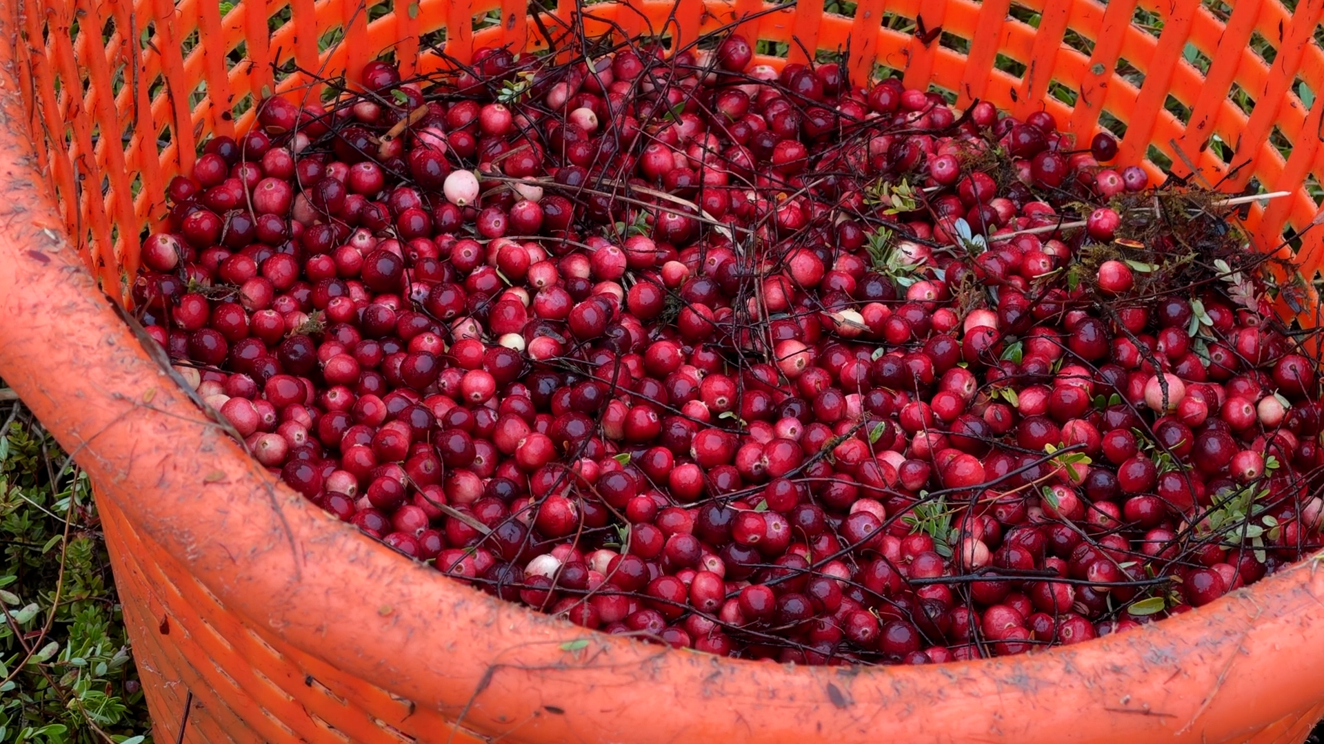 Regen redt cranberryoogst Terschelling