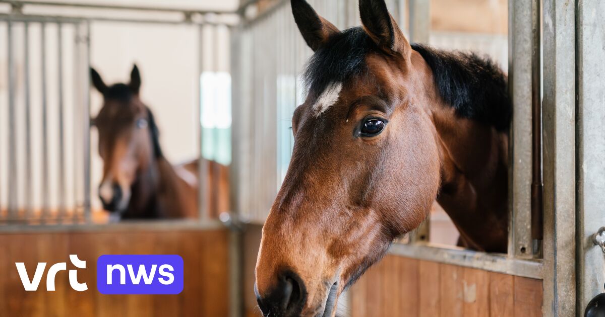 Politie pakt 3 verdachten op die sportpaarden verkochten aan slachthuizen