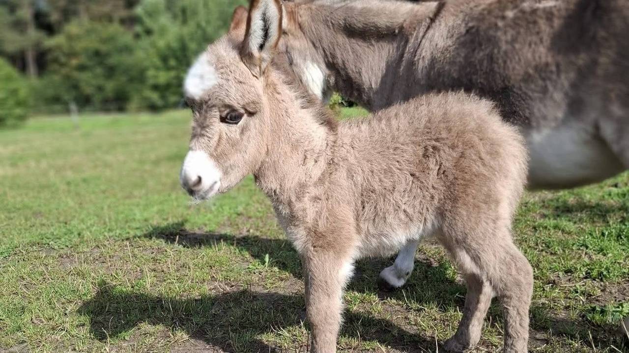 Politie ontvangt meerdere tips na gewelddadige dood ezeltje Pleun
