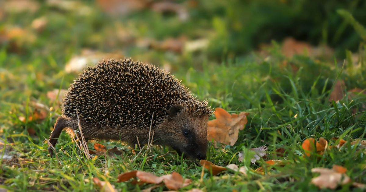 Tonnie Sterken helpt wilde dieren in z'n eigen tuin