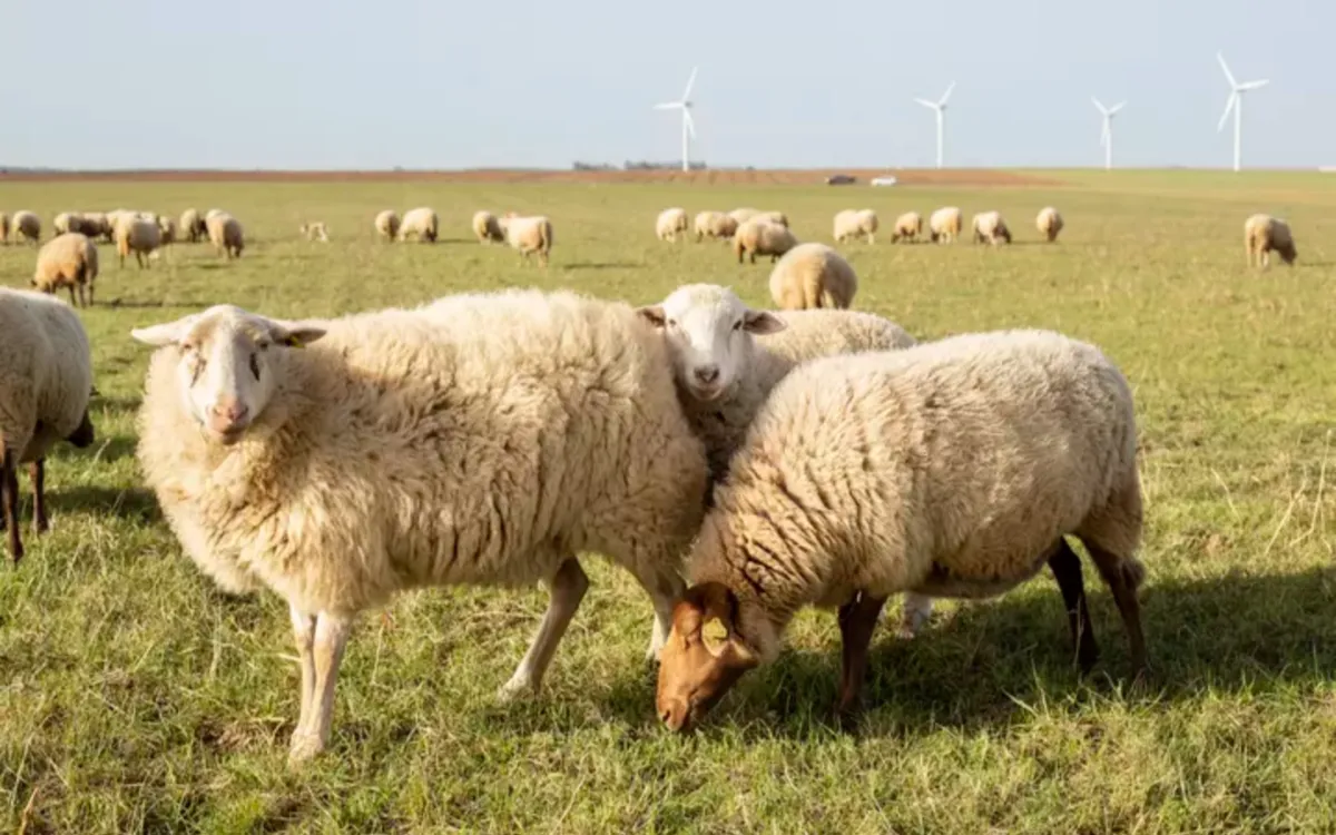 Na pestuitbraak opent Marokko opnieuw deur voor schapen uit Roemenië