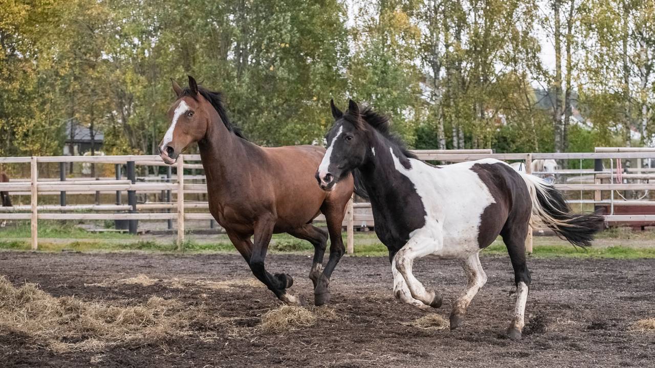 Invallen in Brabant in onderzoek naar fraude met paardenpaspoorten