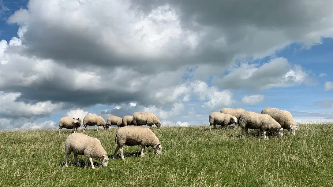 Schapen mogen weer grazen op dijken langs Waddenzee, behalve op Texel